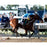 Victor Espinoza Signed American Pharoah Finish Line Celebration 2015 Belmont Stakes 16x20 Photo (Signed in Silver)