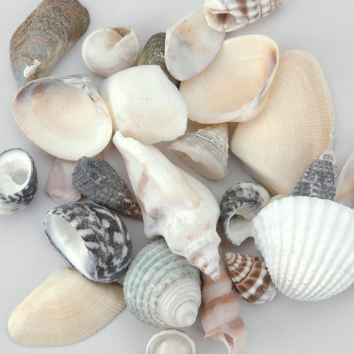 Sea Shell Mixes Natural - 25 Ct