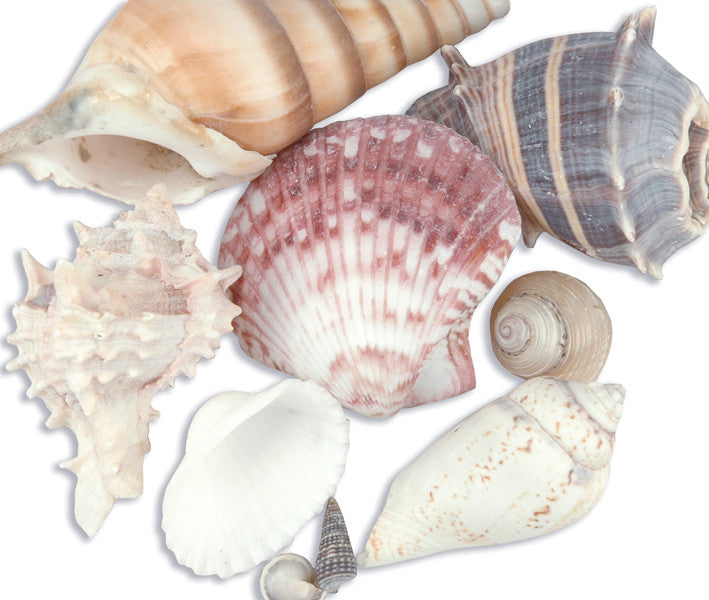 Sea Shell Mixes Natural - 10 Ct