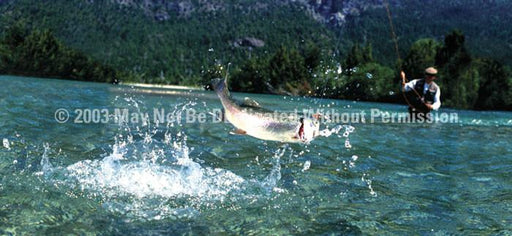 Window Graphic - 30x65 Fighting Trout