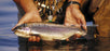 Window Graphic - 30x65 Trout Dream