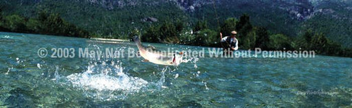 Window Graphic - 16x54 Fighting Trout