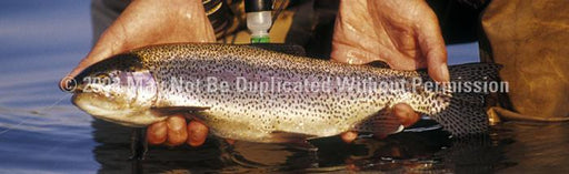 Window Graphic - 16x54 Trout Dream