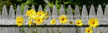 Window Graphic - 16x54 Flowers 1