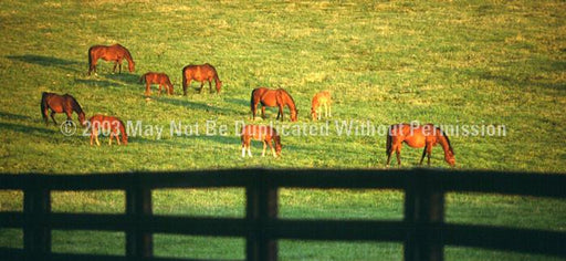 Window Graphic - 30x65 Grazing Horses