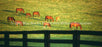 Window Graphic - 30x65 Grazing Horses