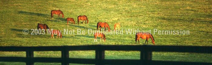 Window Graphic - 20x65 Grazing Horses