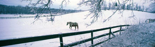 Window Graphic - 16x54 Winter Graze