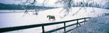 Window Graphic - 20x65 Winter Graze