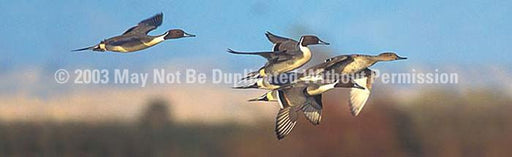 Window Graphic - 20x65 Northern Pintail