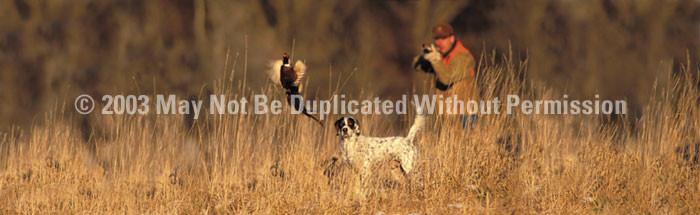 Window Graphic - 16x54 Pheasant