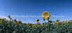 Window Graphic - 30x65 Sunflowers