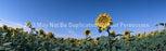 Window Graphic - 20x65 Sunflowers