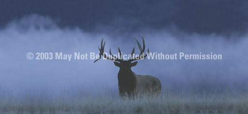 Window Graphic - 30x65 Elk in Fog