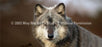 Window Graphic - 30x65 Wolf Portrait