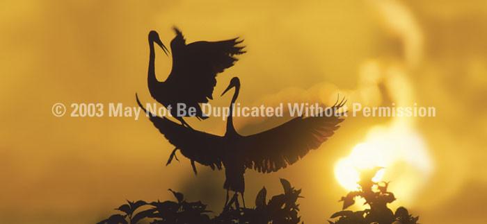 Window Graphic - 30x65 Heron Sunset