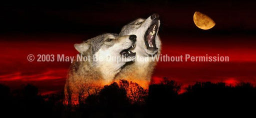 Window Graphic - 30x65 Alpha Male Howl