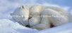 Window Graphic - 30x65 Polar Bear 2