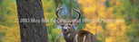 Window Graphic - 20x65 White Tail