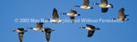 Window Graphic - 16x54 Flock