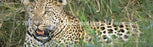 Window Graphic - 20x65 Leopard