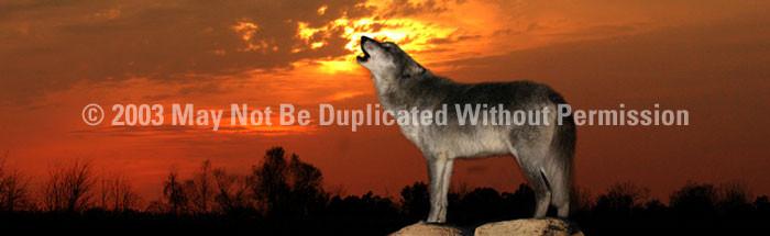 Window Graphic - 20x65 Howling at Sunset