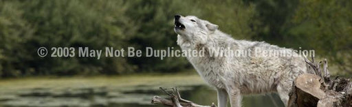 Window Graphic - 20x65 Grey Wolf