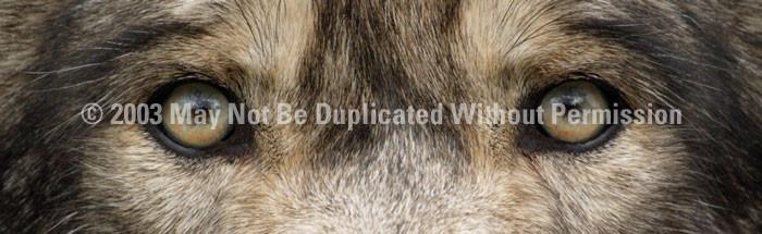 Window Graphic - 16x54 Wolf Eyes 2