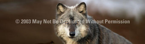 Window Graphic - 16x54 Wolf Portrait