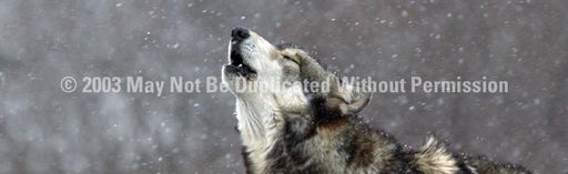 Window Graphic - 16x54 Howling in the Snow