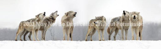 Window Graphic - 16x54 Wolf Pack