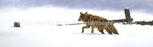 Window Graphic - 16x54 Lonely Hunter