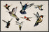 BEVY OF BIRDS 22L X 28H Floater Framed Art Giclee Wrapped Canvas