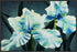 BLUE GREEN IRIS 22L X 28H Floater Framed Art Giclee Wrapped Canvas