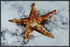 STAR FISH 22L X 28H Floater Framed Art Giclee Wrapped Canvas