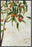 KUMQUAT TREE 28L X 28H Floater Framed Art Giclee Wrapped Canvas