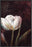 MYSTERIOUS TULIP 22L X 28H Floater Framed Art Giclee Wrapped Canvas