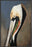 PELICAN BAY 22L X 28H Floater Framed Art Giclee Wrapped Canvas