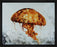 Jelly fish 28L X 22H Floater Framed Art Giclee Wrapped Canvas