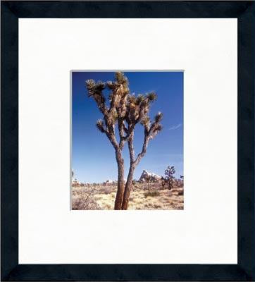 Joshua Tree National Park