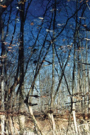 Flag Pond Marsh 20x30 poster