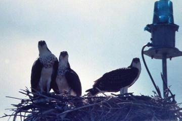 Osprey 20x30 poster