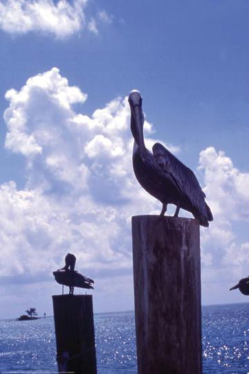 Pelican 20x30 poster