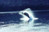 Humpback whale breaching 20x30 poster