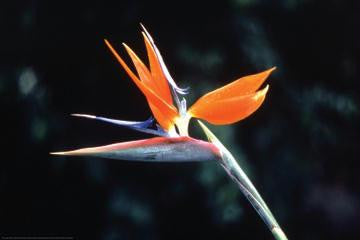 Bird of Paradise 20x30 poster