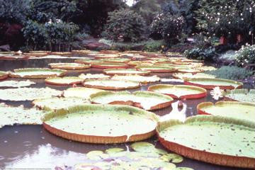 5 Foot Lily Pads 20x30 poster