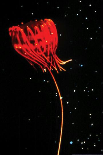 Jellyfish of Cape Hatteras 20x30 poster