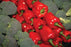 Red Peppers 20x30 poster