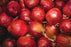 Red Onions 20x30 poster