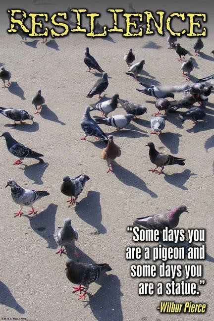 Pigeons 20x30 poster